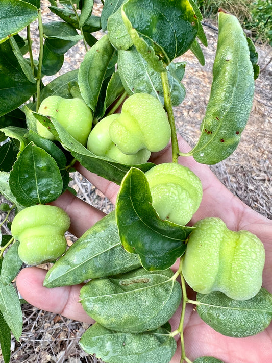 Millstone Jujube Tree