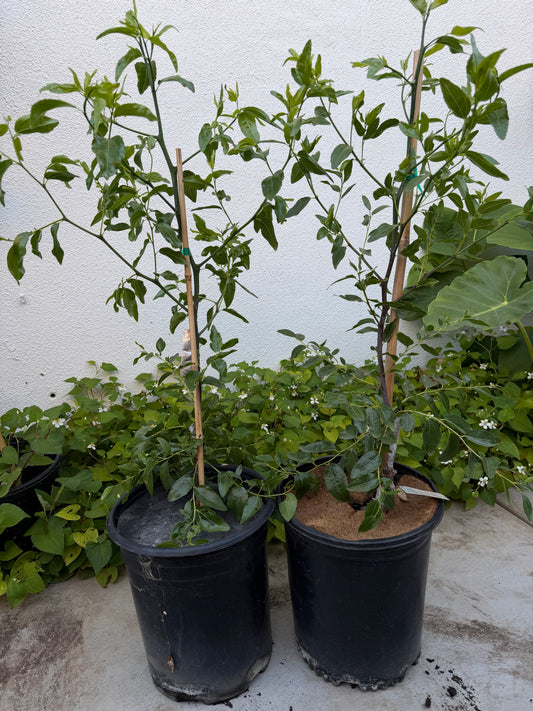 Teapot Jujube Tree