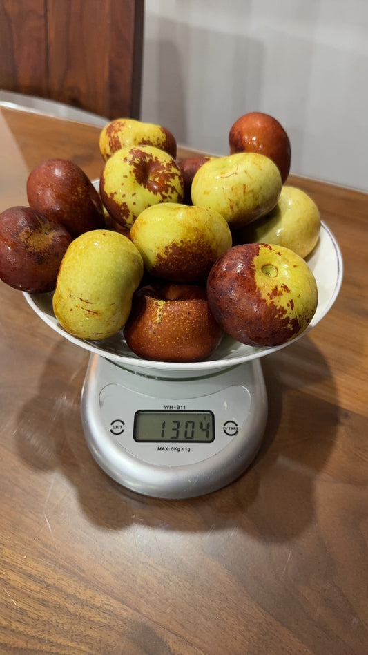 Youpancui Jujube Tree
