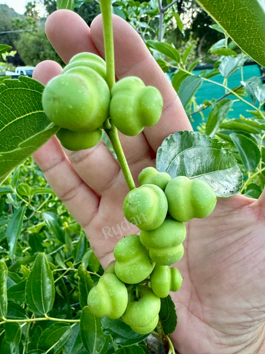 Millstone Jujube Tree