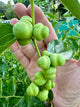 Millstone Jujube Tree