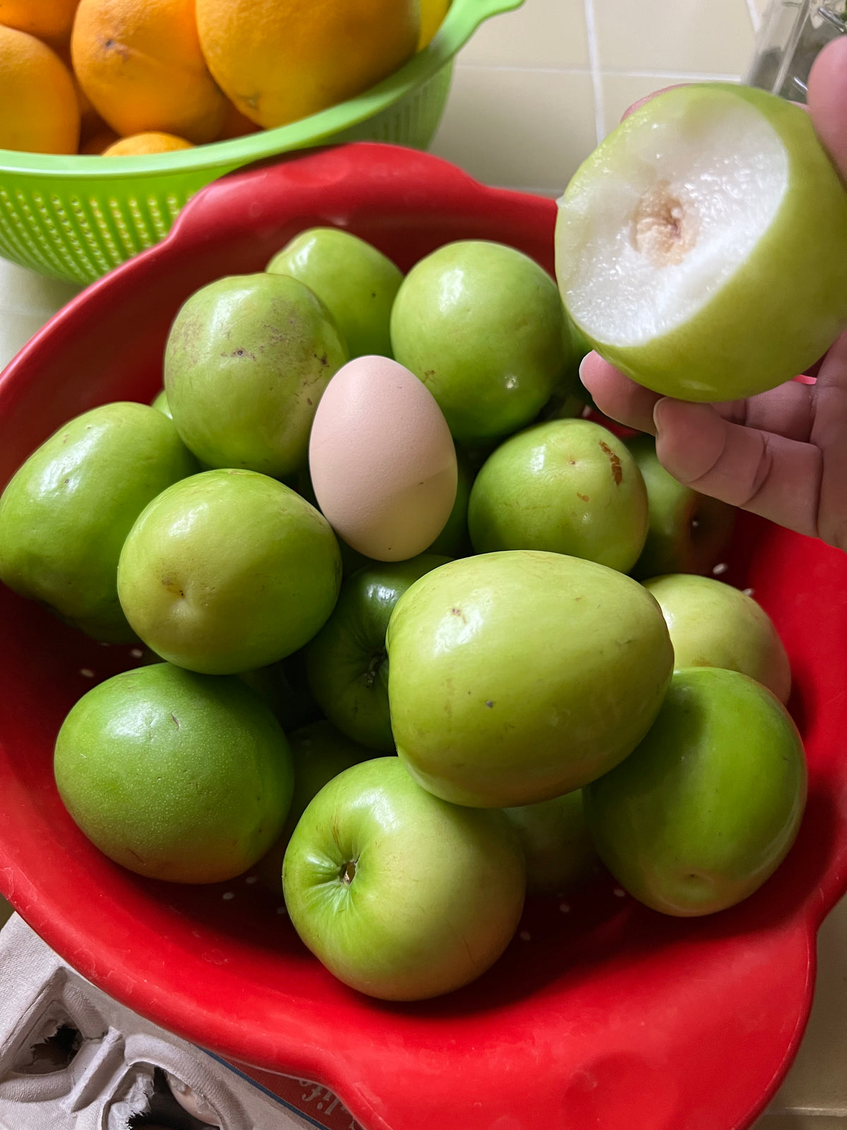 Taiwanese Giant Jujube Tree