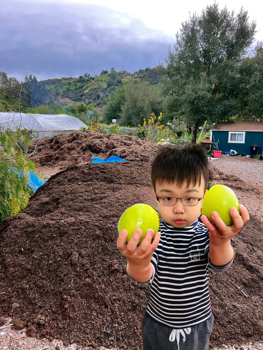Taiwanese Giant Jujube Tree