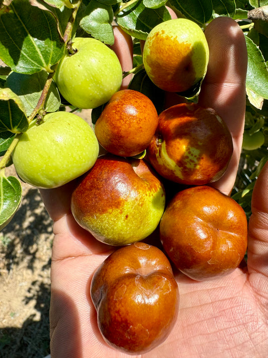 Panzao Jujube Tree
