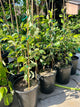 Taiwanese Giant Jujube Tree