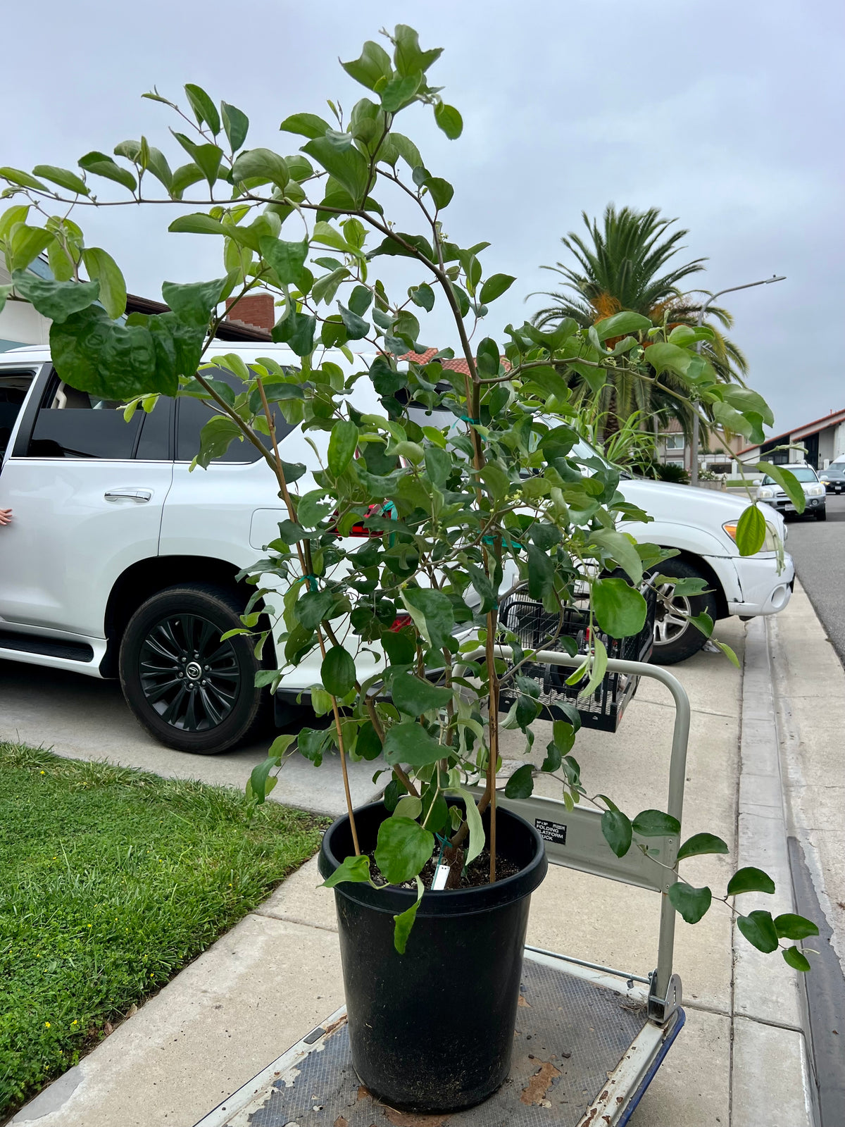Taiwanese Giant Jujube Tree