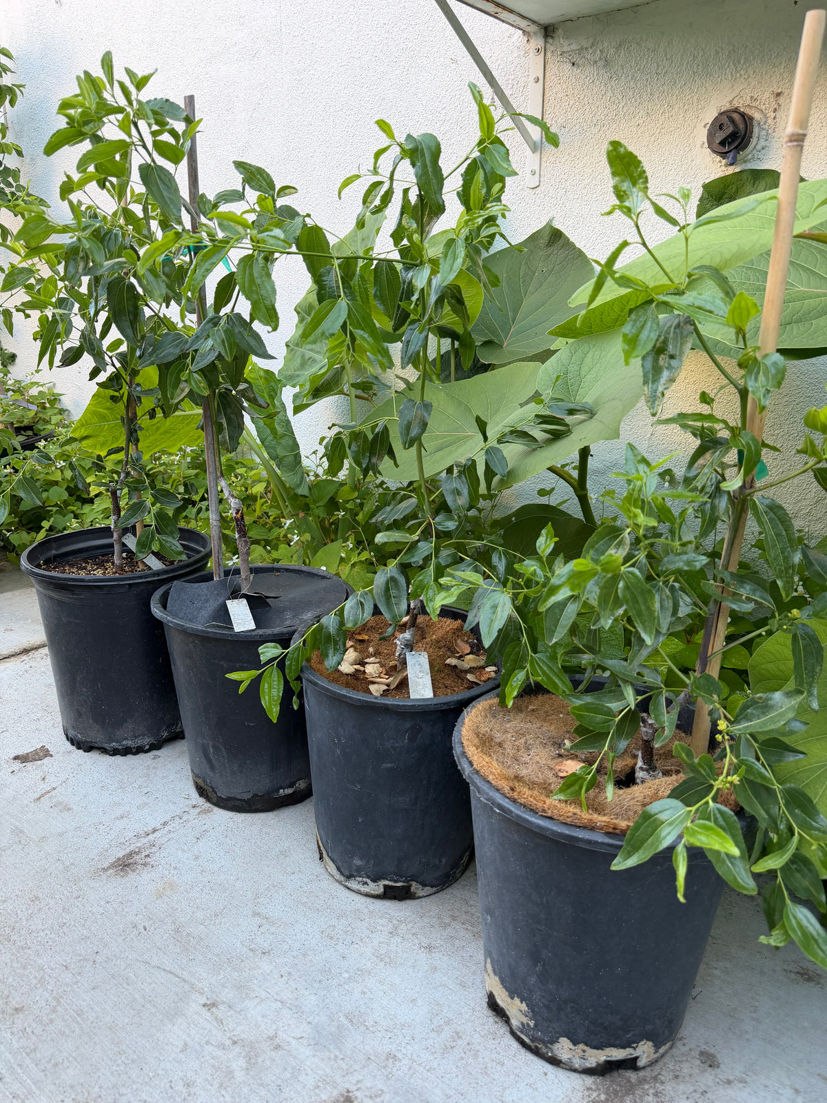 Youpancui Jujube Tree