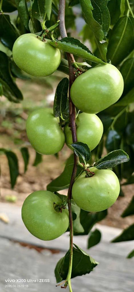 Youpancui Jujube Tree