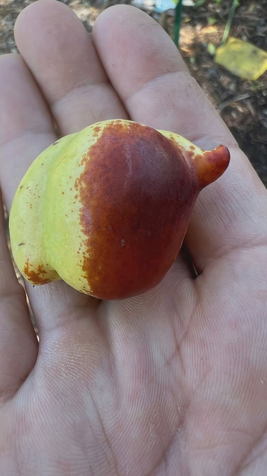 Teapot Jujube Tree