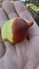 Teapot Jujube Tree